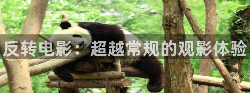 新视觉6080高清